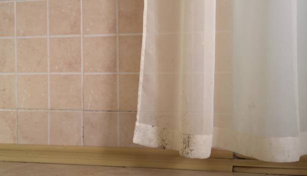 Trusted Commercial Point, OH Mold Removal Experts
