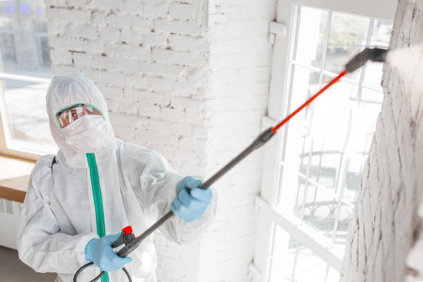 Best Mold Damage Restoration  in Commercial Point, OH