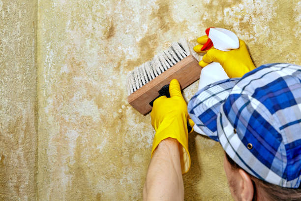 Best Mold-Related Health Consultation  in Commercial Point, OH