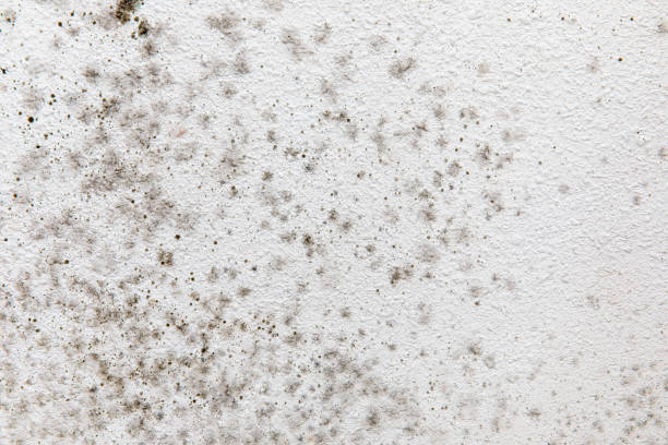 Environmental Consulting for Mold Prevention in Commercial Point, OH